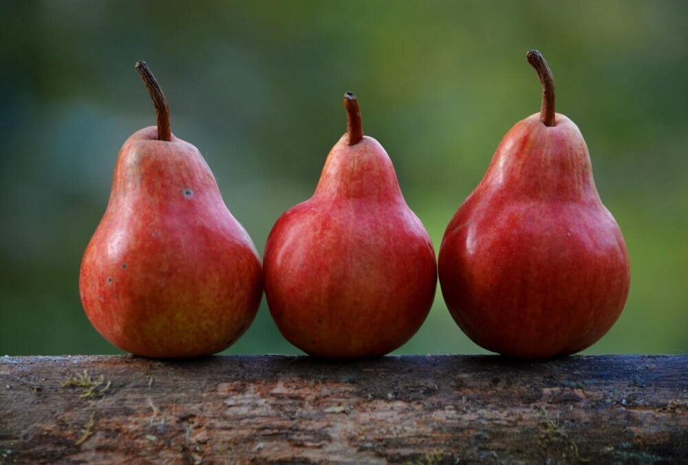 Image, three pears sitting in a line on a branch