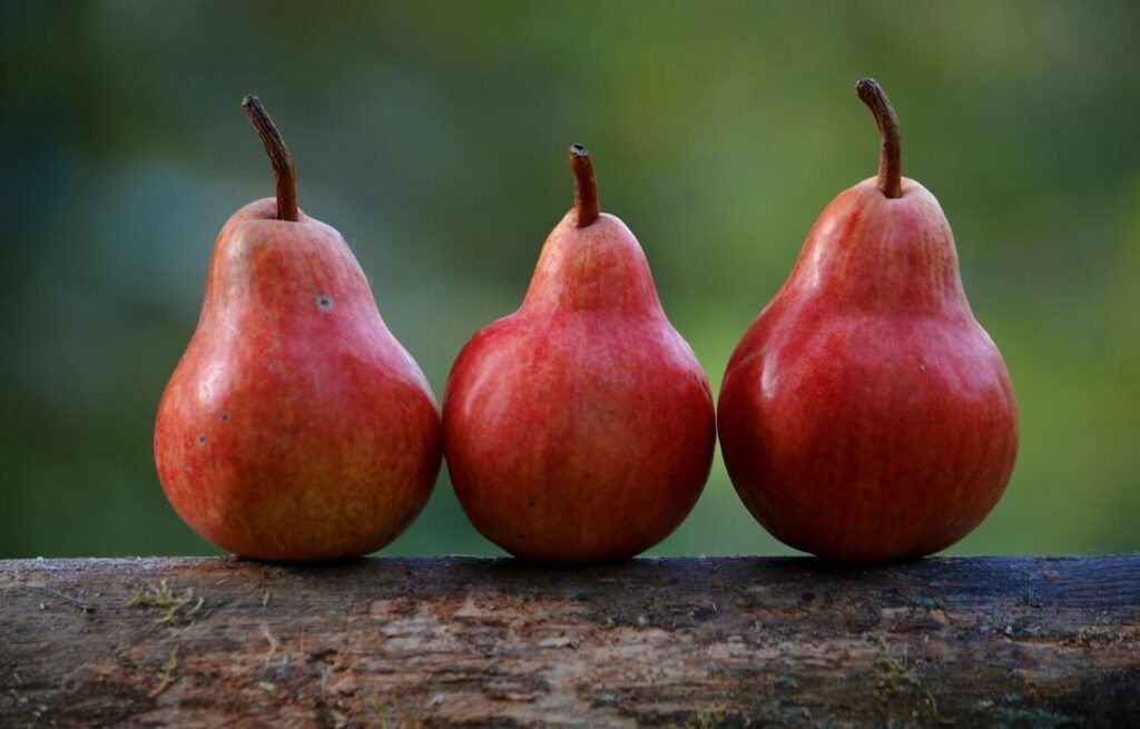 Image, three pears sitting in a line on a branch