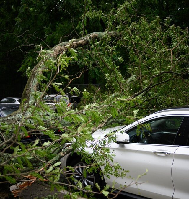 Photo image of a tree fallen on a silver car