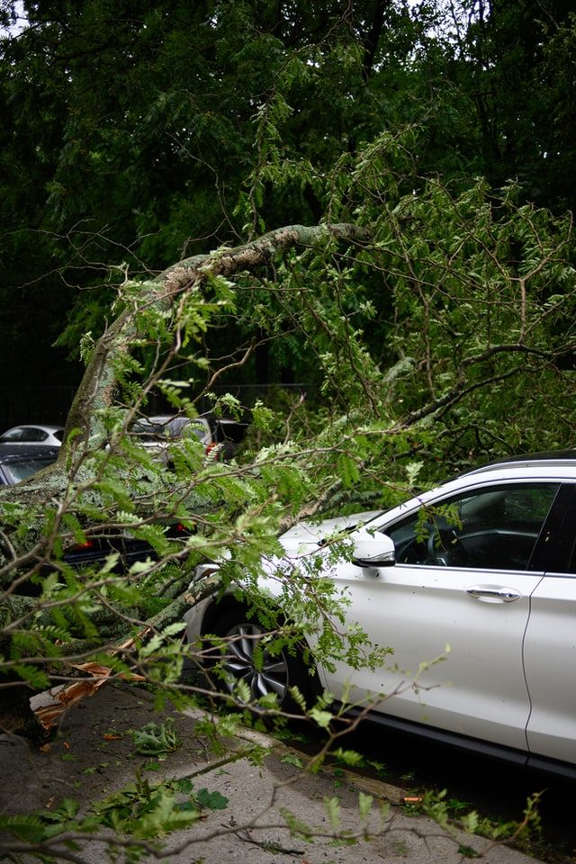 Photo image of a tree fallen on a silver car