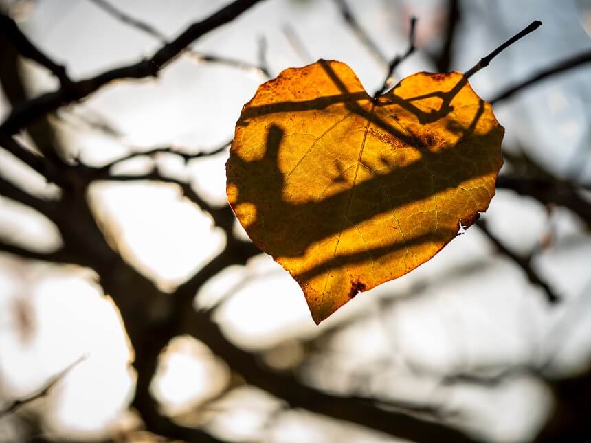 Close up image of a heart-shaped leaf which is turning golden yellow. Bare branches in the background.